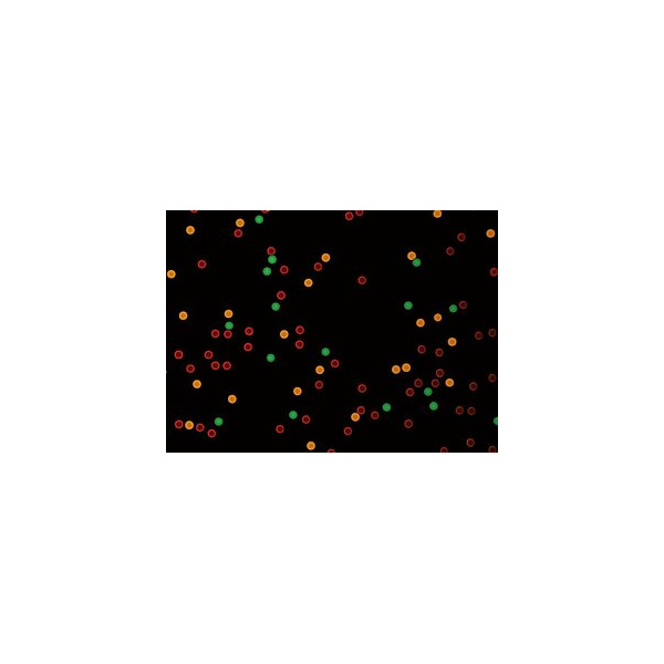 csm_counting_beads_fluorescence_0f1ffc9181_1287724206