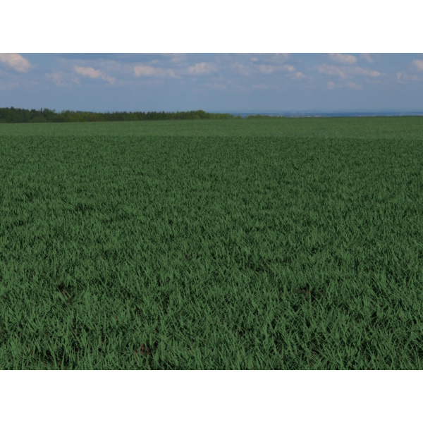 grass_field_01_6