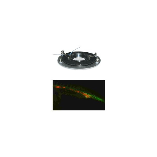 zebrafish_heated_bs